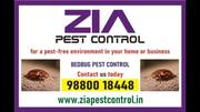 Bed Bugs Control | Bed Bugs Treatment | Bengaluru service provided | 3